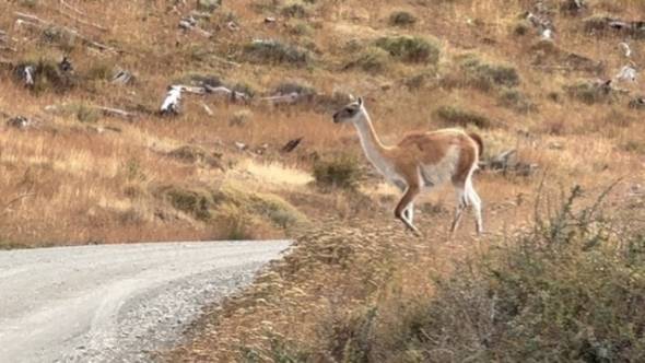 Ein Guanako neben einer Straße in Patagonien. Foto: Kurt Friedrich Gassner.